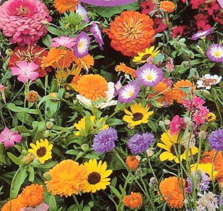 seeker mixed flower seeds