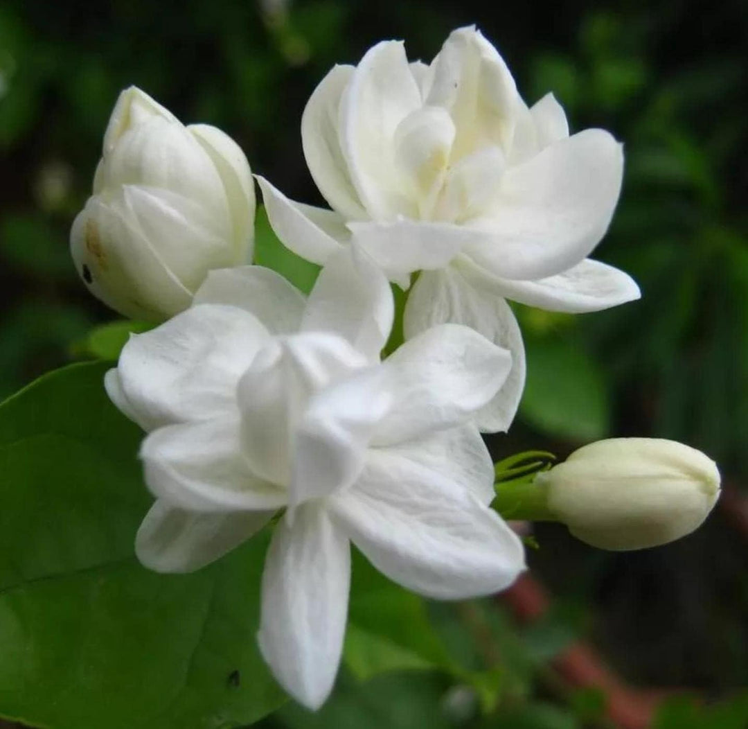 white jasmine flower seeds