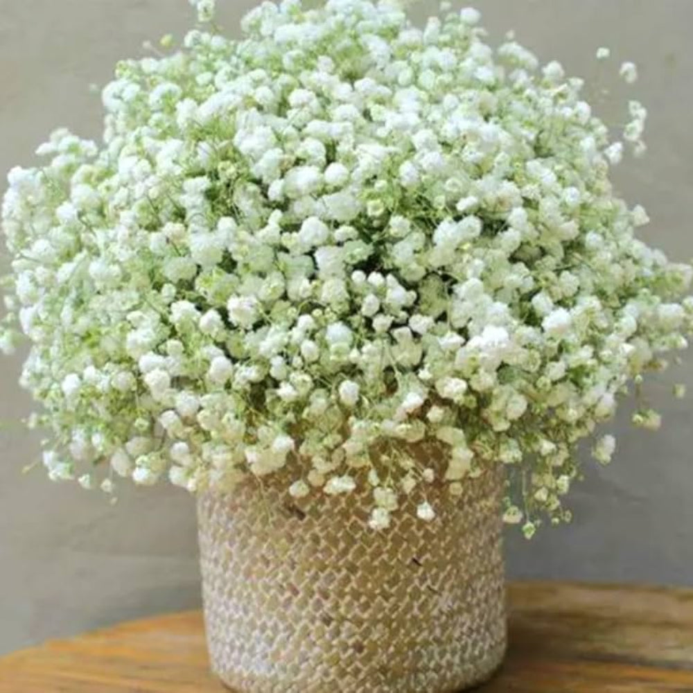 babys breath flower seeds