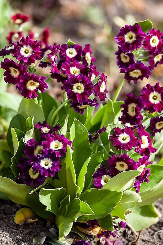 Burgundy Primula Flower Seeds for Planting – Heirloom Non-GMO High Germination Organic Garden Seeds