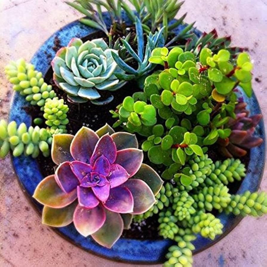 flores succulent flower seeds