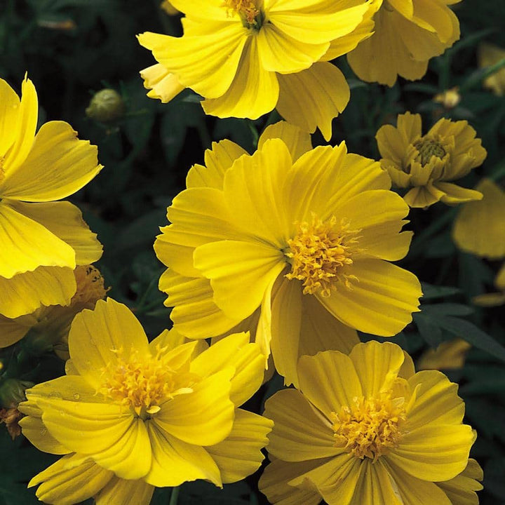Yellow Sunshine Cosmos Seeds for Planting