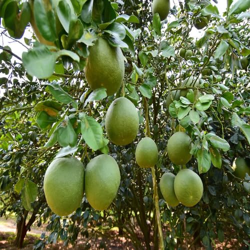 Green Citrus Maxima Seeds – Heirloom, Non-GMO, High Germination Organic Garden Seeds