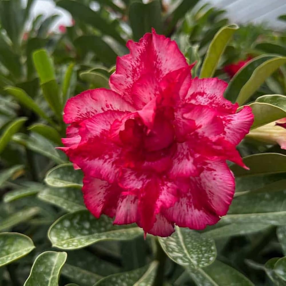 red xmas flower seeds