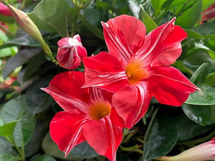 Red Perennial Dipladenia Flower Seeds – Heirloom Non-GMO High Germination Seeds