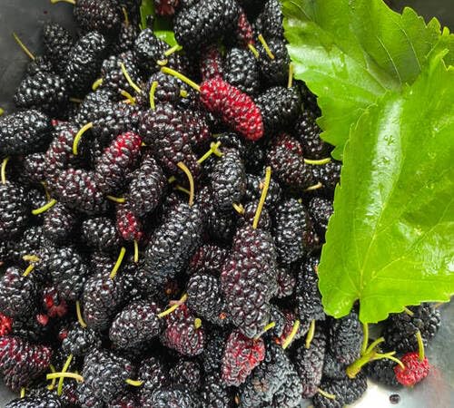 Mulberry Seeds for Planting – Heirloom Non-GMO High Germination Organic Garden Seeds for Sweet Fruit Trees