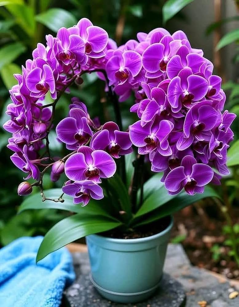 Orchid Flower Seeds Purple – Heirloom, Non-GMO, High Germination Seeds