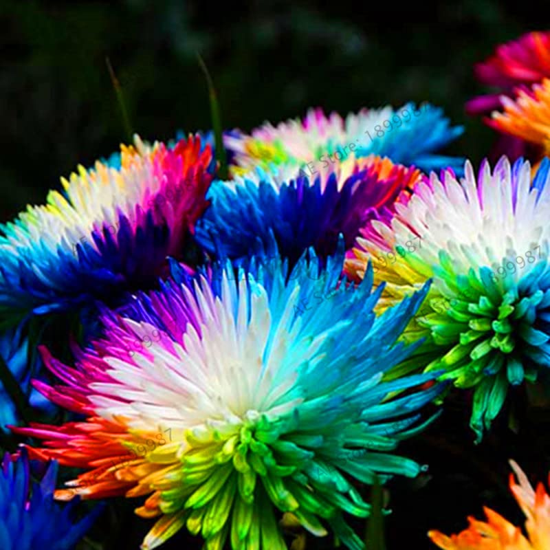 rainbow heuchera flower seeds