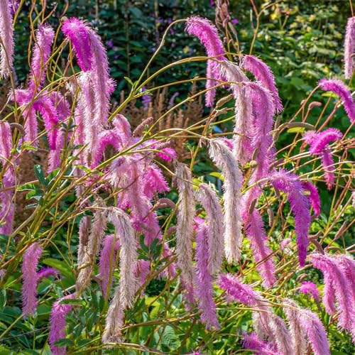 Pink Organic Sanguisorba Flower Seeds – Heirloom Non-GMO High Germination Organic Garden Seeds