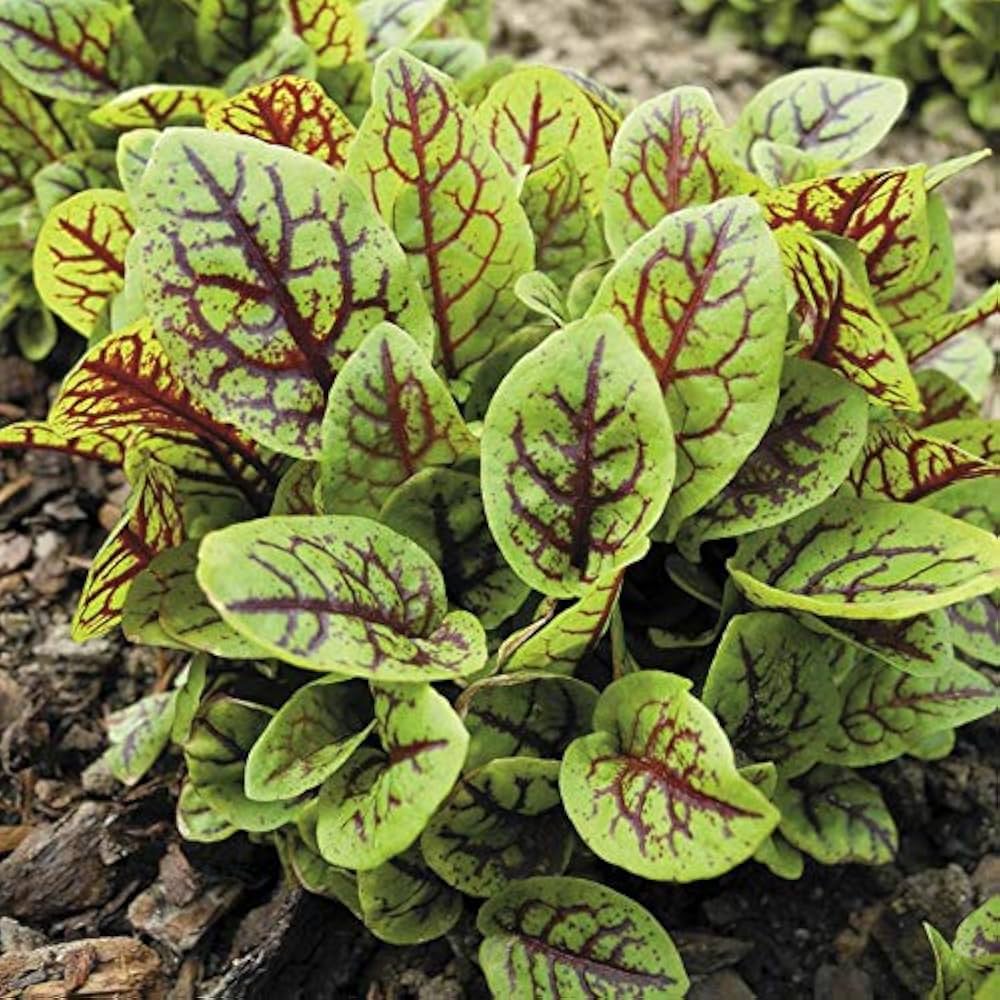Red Veined herb seeds