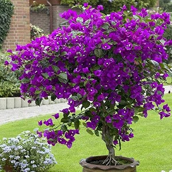 bougainvillea spectabilis flower seeds