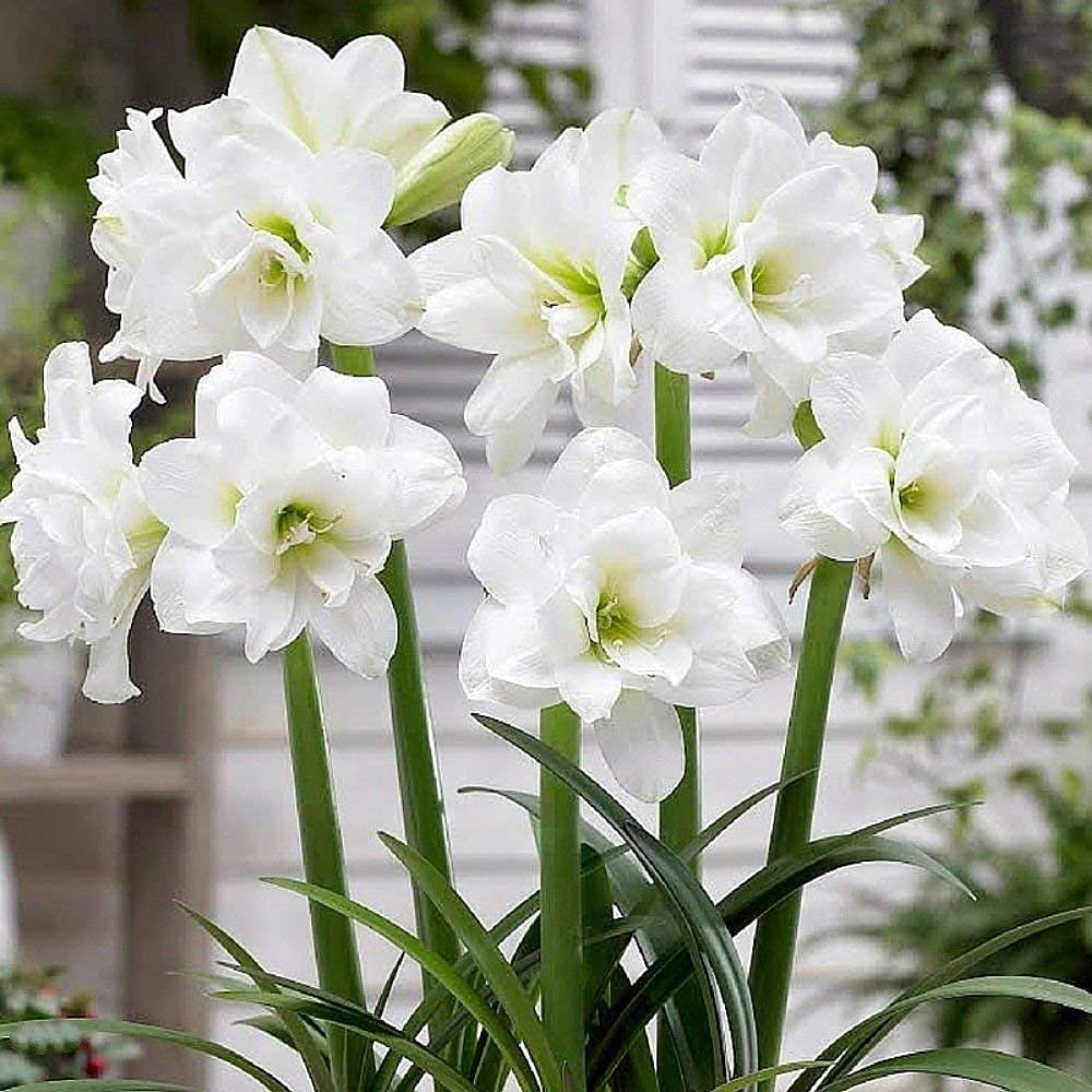 white sunrise flower seeds