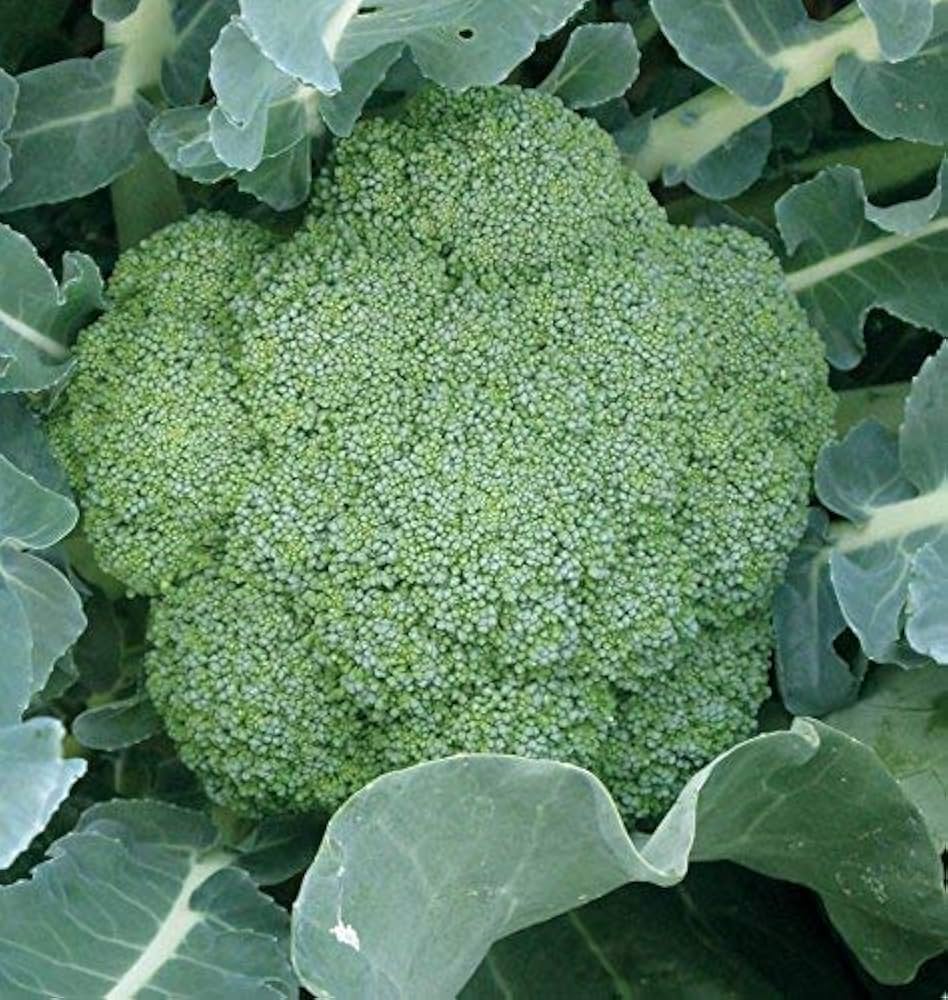 broccoli brassica flower seeds