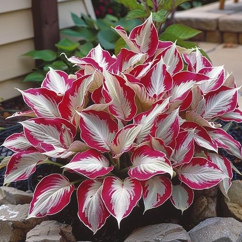 mixed hosta flower heirloom non-gmo seeds