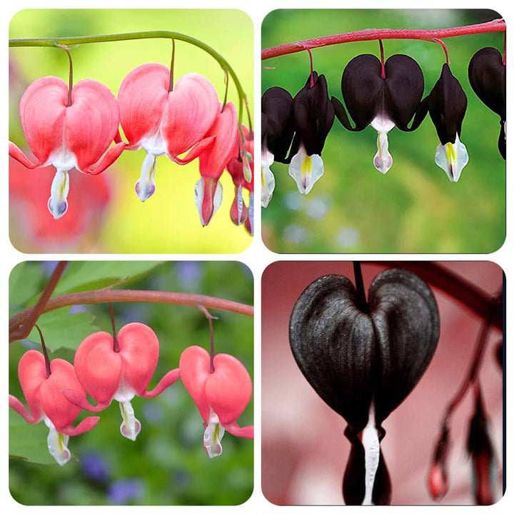 Mixed Dicentra Flower Seeds – Heirloom Non-GMO High Germination Seeds