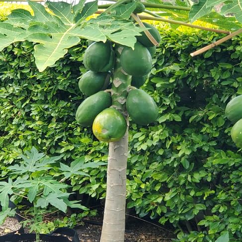 Papaya Seeds – Heirloom, Non-GMO, High Germination Organic Garden Seeds