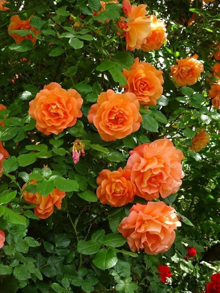 Orange Climbing Rose Flower Seeds – Heirloom, Non-GMO, High Germination Seeds
