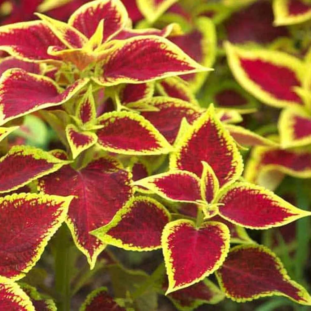 coleus jazz flower seeds