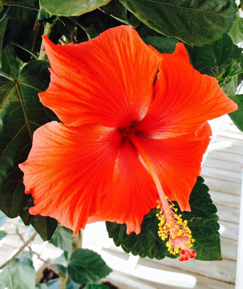 Hibiscus Flower Seeds Orange – Heirloom, Non-GMO, High Germination Seeds