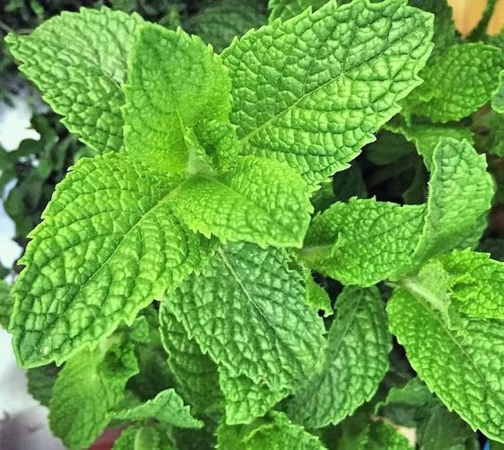 Mint Mentha herb seeds
