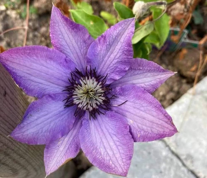 Purple Clematis Flower Seeds for Planting – Heirloom Non-GMO High Germination Seeds Seeds for Planting Organic Garden Seeds
