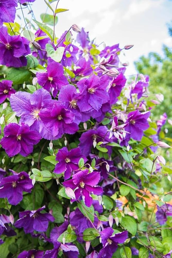 purple clematis flower seeds