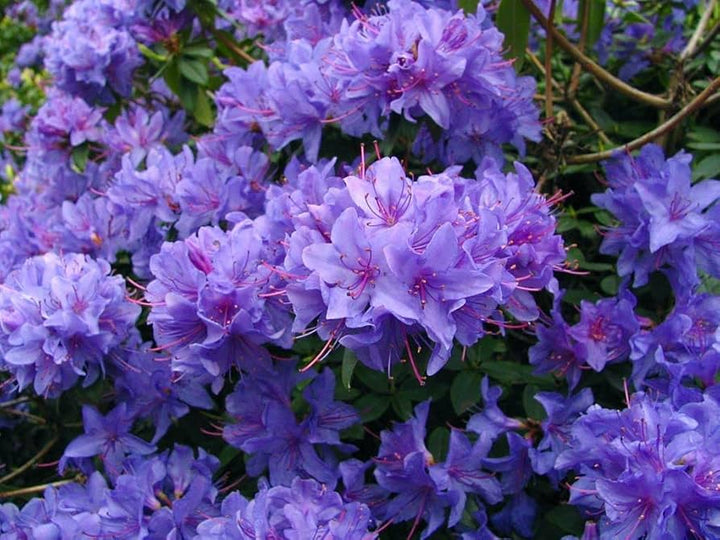 Azalea Flower Seeds Violet for Planting – Heirloom Non-GMO High Germination Organic Seeds