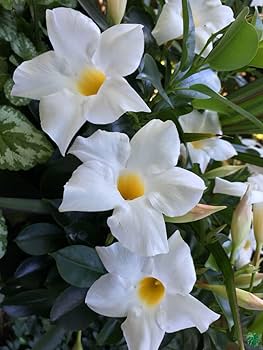 White Dipladenia Flower Seeds – Heirloom, Non-GMO, High Germination Seeds