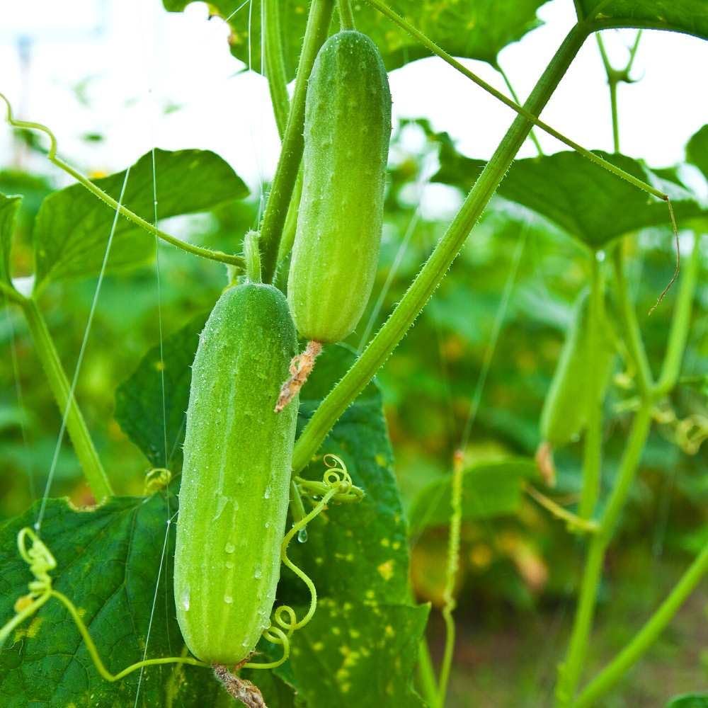 giant cucumber flower seeds