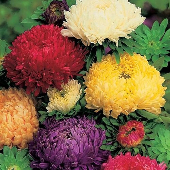 Climbing Rose Seeds for Planting