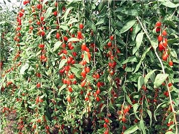 Goji Wolfberry Fruit Seeds for Planting Heirloom Non-GMO High Germination Organic Garden Seeds