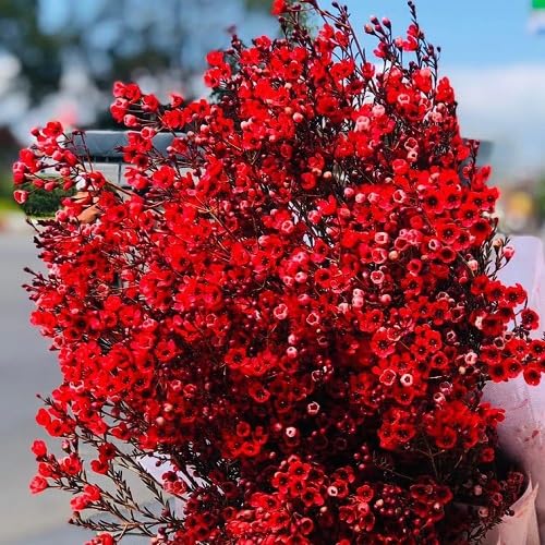 Red Statice Flower Seeds – Heirloom, Non-GMO, High Germination Organic Garden Seeds