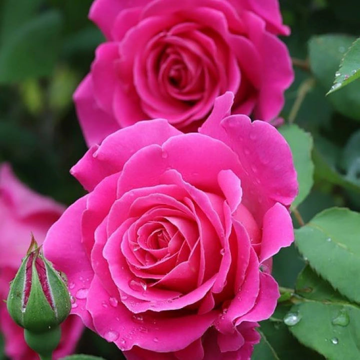 Climbing Rose Seeds for Planting