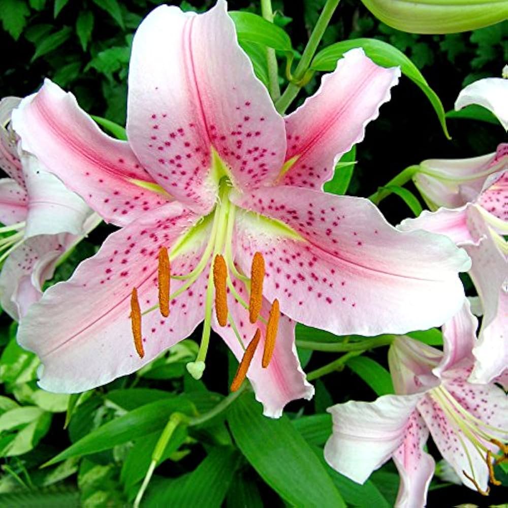pink dot flower seeds