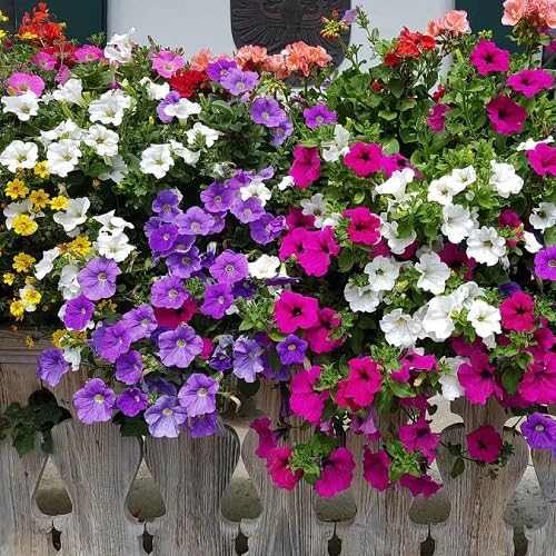 Vinca Flower Seeds Mixed – Heirloom Non-GMO High Germination Organic Garden Seeds