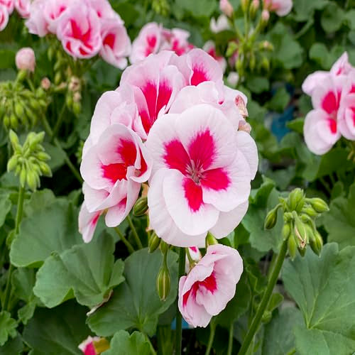 Geranium Flower Seeds Pink White For Planting Heirloom Non-GMO High Germination Organic Garden Seeds