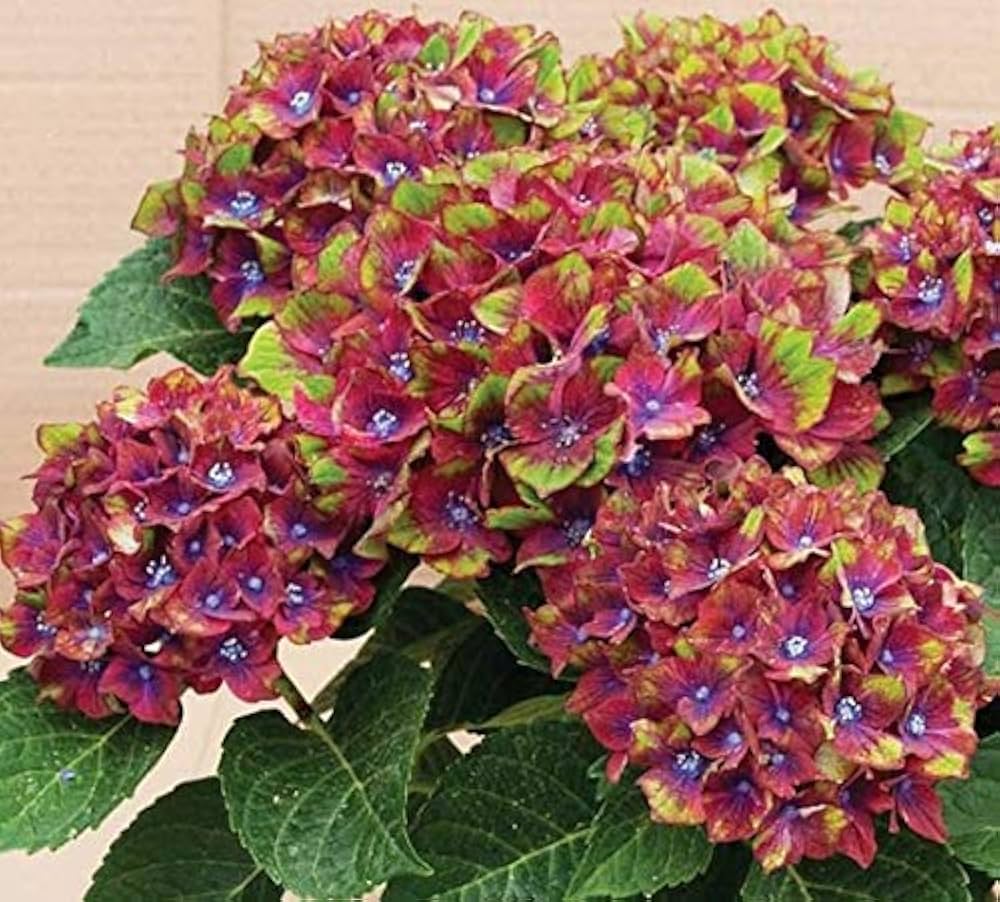 hydrangea hydrangea flower seeds