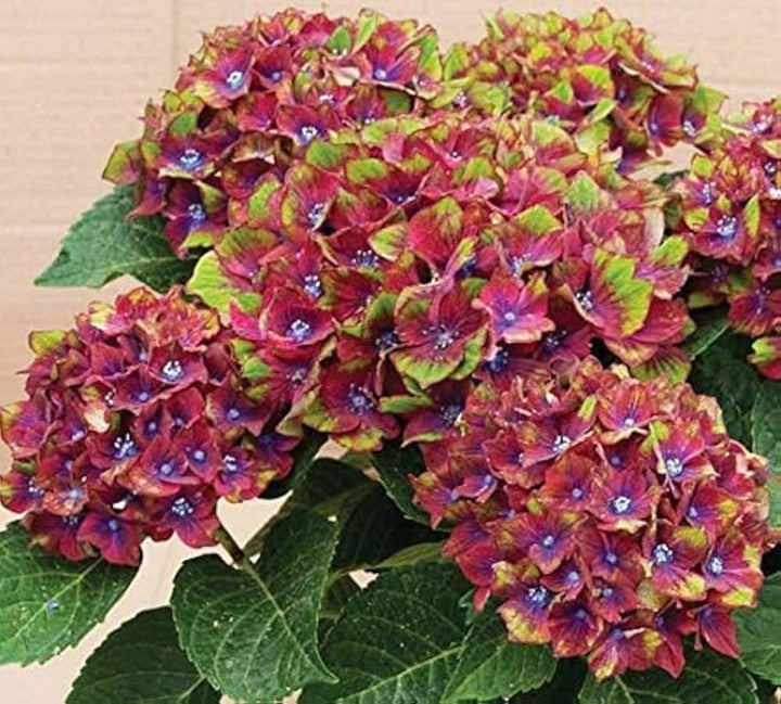 hydrangea hydrangea flower seeds
