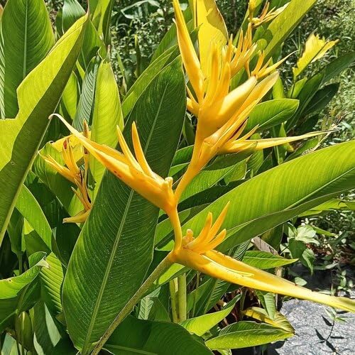 Yellow Heliconia Flower Seeds – Heirloom Non-GMO High Germination Seeds