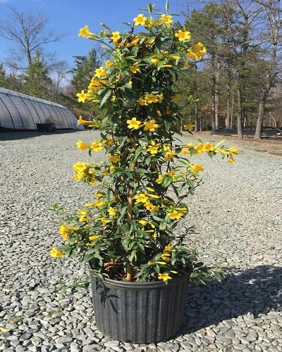 Yellow Gelsemium Sempervirens Flowers Seeds Heirloom Non-GMO High Germination Organic Garden Seeds for Planting