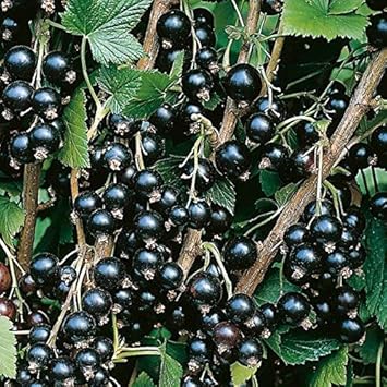 Blackcurrant Fruit Seeds for Planting – Heirloom Non-GMO High Germination Organic Garden Seeds for Vitamin C Rich Berries Home Garden