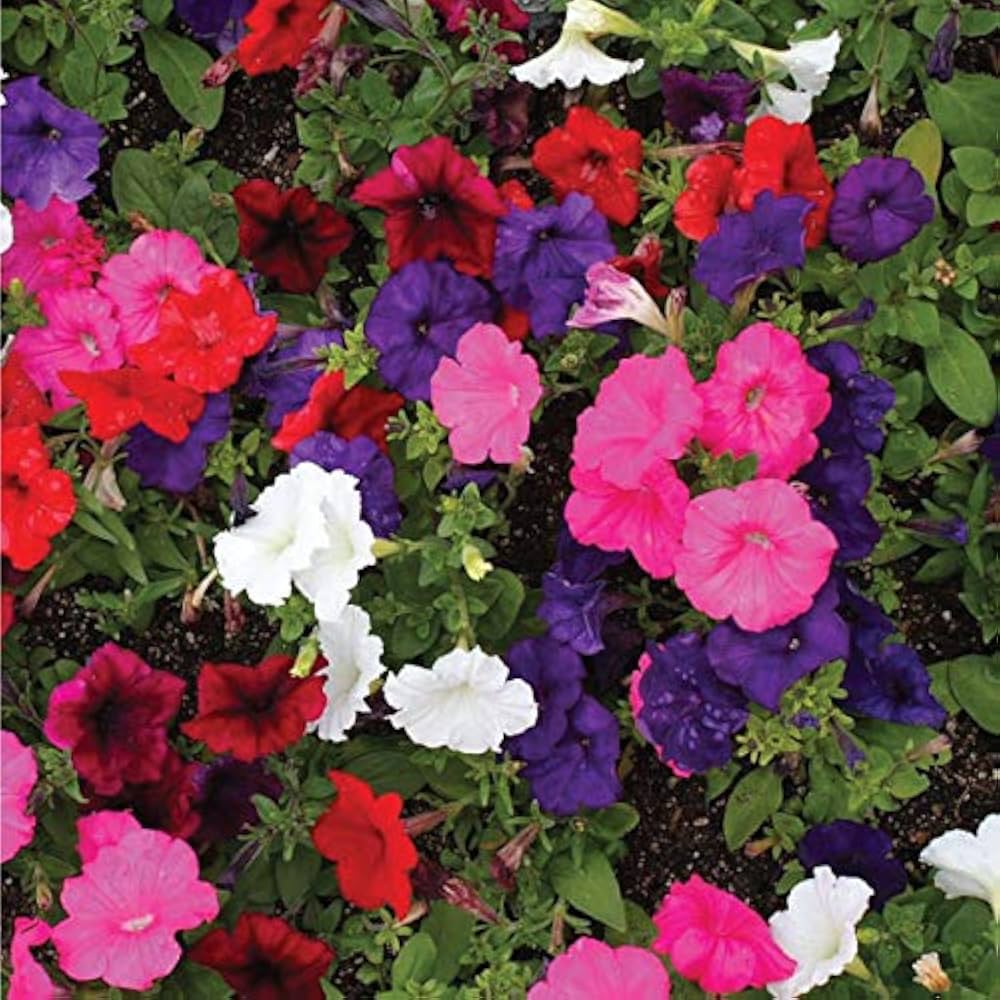 petunia candypops flower seeds