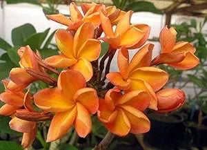 orangen plumeria flower seeds