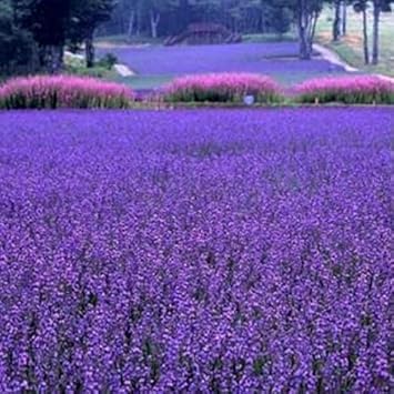 purplelavenderheirloomnongmo flower seeds