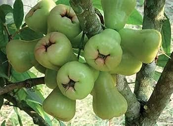 Green Rose Apple Fruit Seeds – Heirloom, Non-GMO, High Germination Seeds