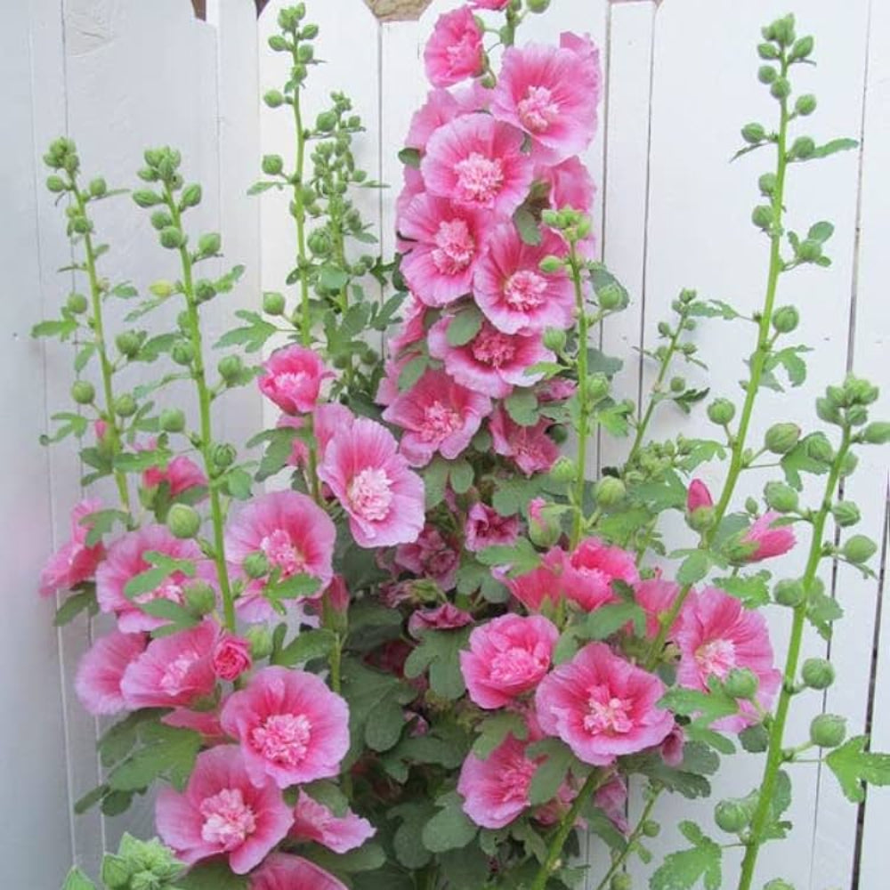 pink hollyhock flower seeds
