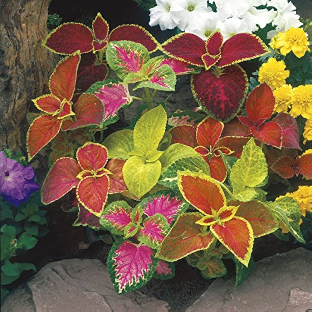 coleus jazz flower seeds