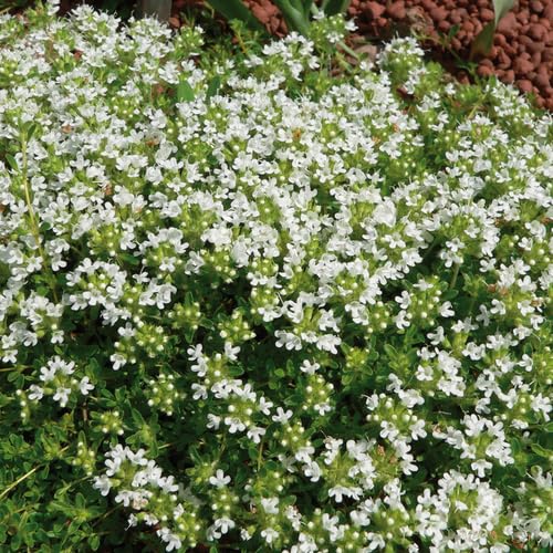 White Serpyllum Flower Seeds Heirloom Non-GMO High Germination Organic Garden Seeds for Planting