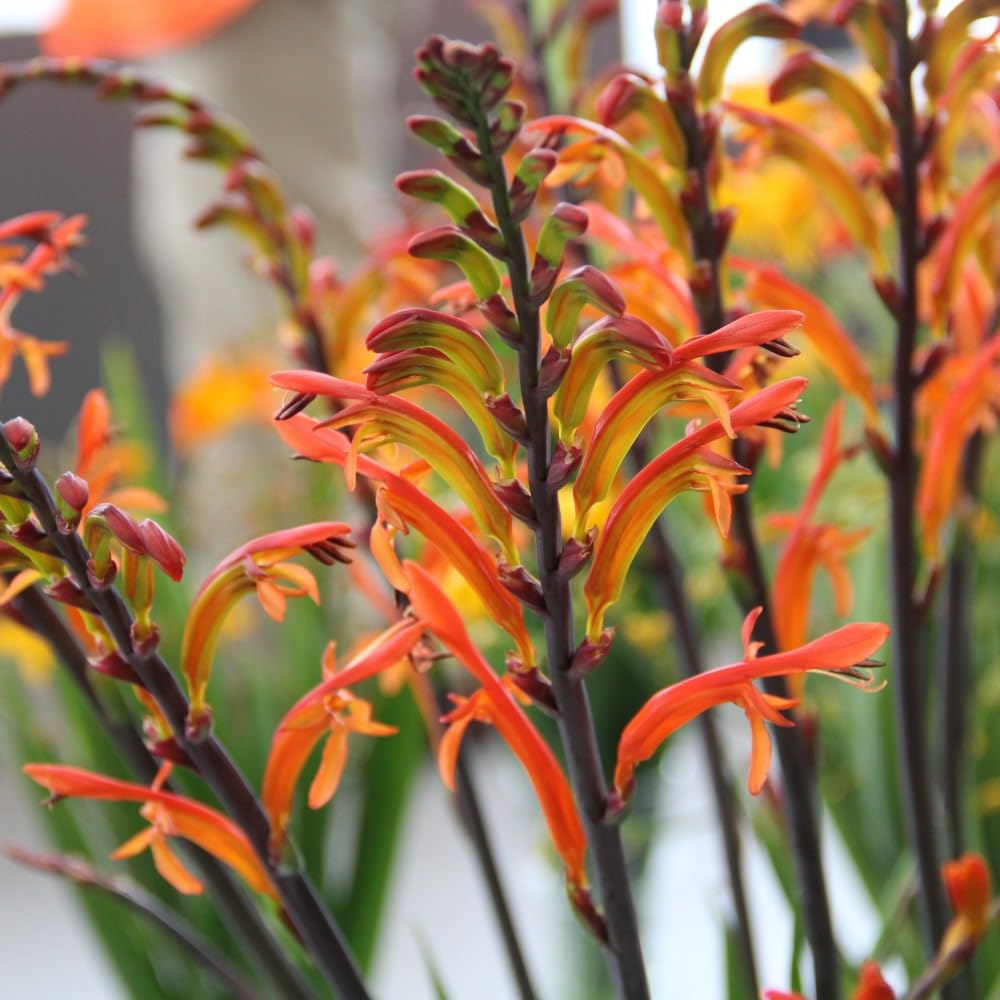 orangechasmantheheirloomnongmo flower seeds