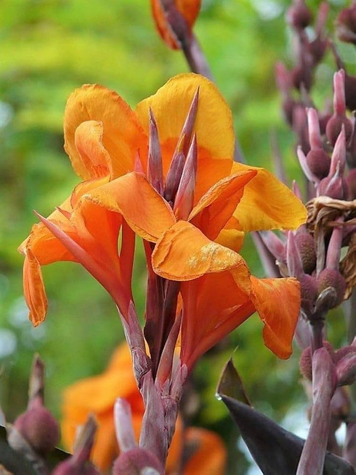 Giant Canna Flower Seeds Orange – Heirloom, Non-GMO, High Germination Seeds
